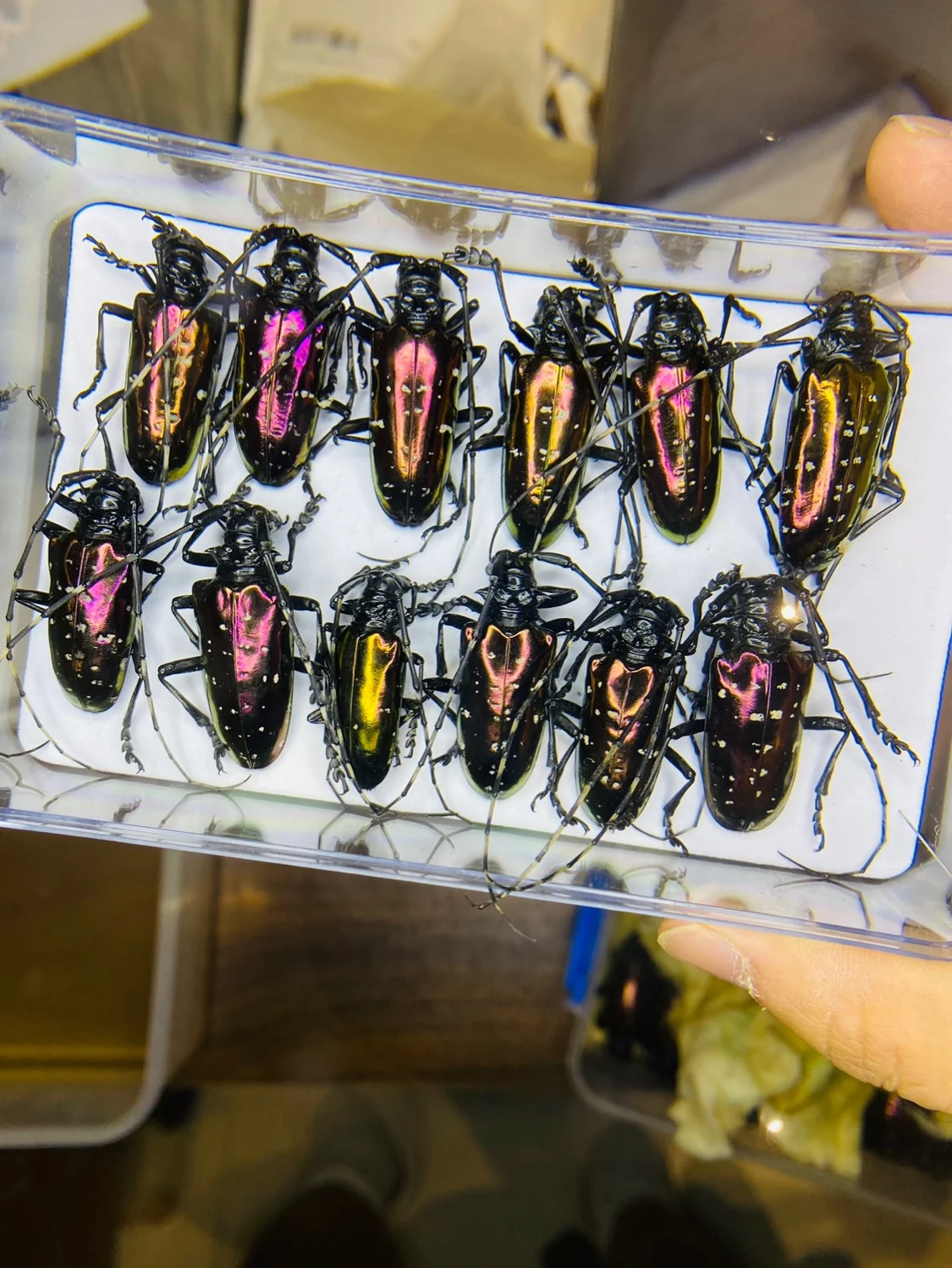 Vietnam Dicronorhina Debyana A - Home Decor Vietnam incelemesi ve fiyatı