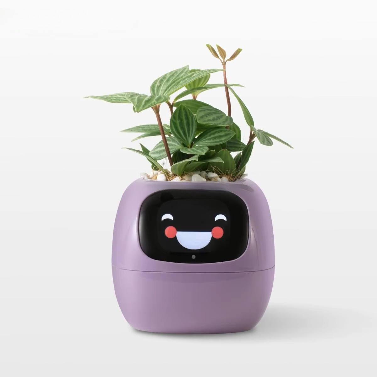 YY Wifi Ai Saksı Sulama Hatırl - Home Decor Ai incelemesi ve fiyatı